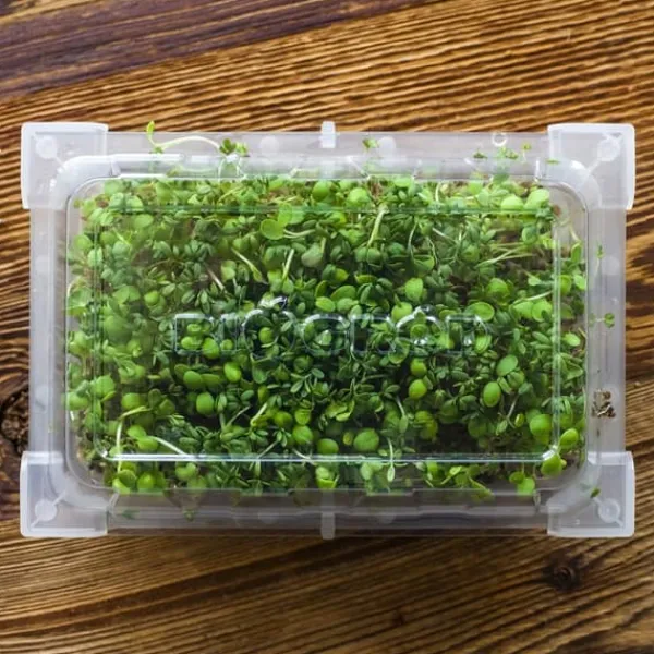 Clearance Gröna groddar med Rädisafrön Kit För Växt- & Örtplantering