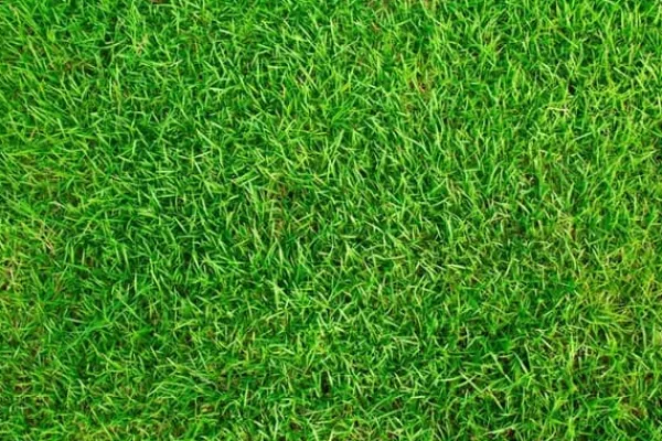 Sale Gräs 1kg Självgödsande med mikroklöver Torktålig dekorativ 40m2 Fröer & Lökar
