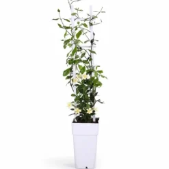 Best Gul Toscansk Stjärnjasmine Ø15 - Trachelospermum Star of Toscana Trädgårdsväxter