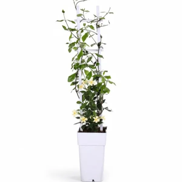 Best Gul Toscansk Stjärnjasmine Ø15 - Trachelospermum Star of Toscana Trädgårdsväxter