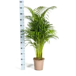 Guldfruktpalmer - Dypsis lutescens - Areca - Ensamväxande planta - höjd ca 100-120cm - kruka 21cm