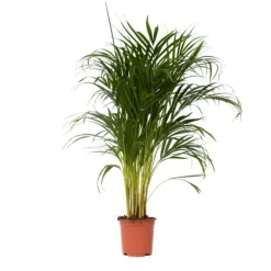 Guldpalm - Dypsis lutescens - Höjd 100-120cm - ⌀21cm