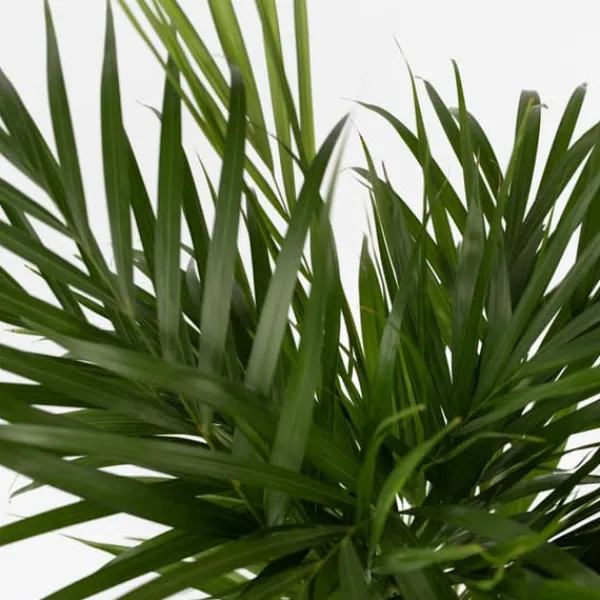 Guldpalm - Dypsis lutescens - Höjd 100-120cm - ⌀21cm