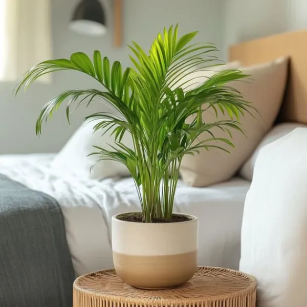 Guldpalm - Dypsis lutescens - Höjd 30-45cm - Pot 12cm