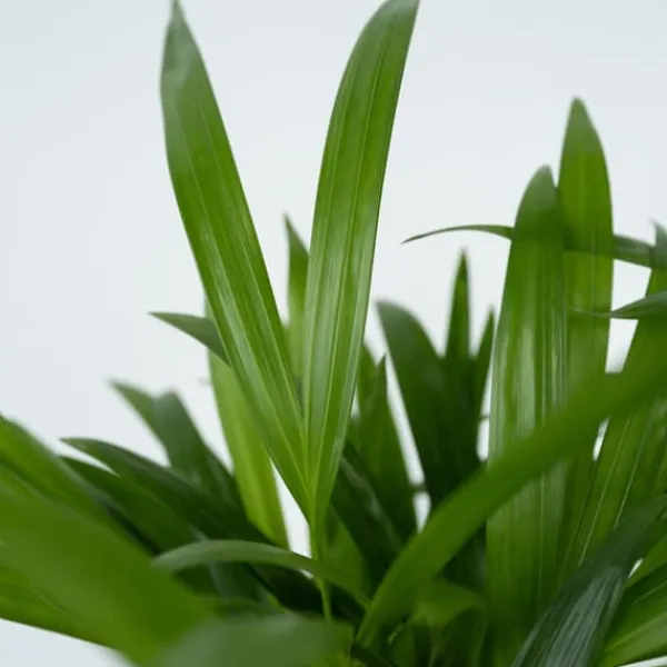 Outlet Guldpalm - Set om 2 - Dypsis lutescens - Höjd 60-70cm - ⌀17cm Krukväxter Inomhus