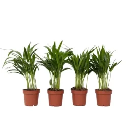 New Guldpalm - Set om 4 - Dypsis lutescens - Höjd 30-45cm - ⌀12cm Krukväxter Inomhus