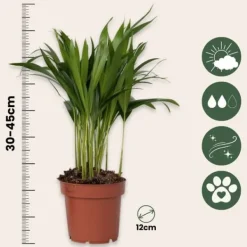 New Guldpalm - Set om 4 - Dypsis lutescens - Höjd 30-45cm - ⌀12cm Krukväxter Inomhus