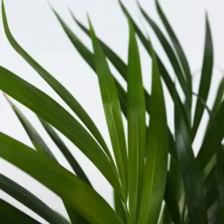 New Guldpalm - Set om 4 - Dypsis lutescens - Höjd 30-45cm - ⌀12cm Krukväxter Inomhus