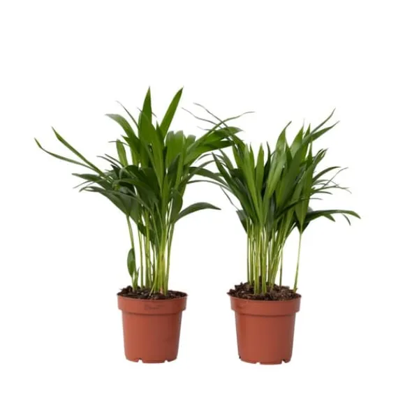 Guldpalm - Set om 2 - Dypsis lutescens - Höjd 30-45cm - ⌀12cm