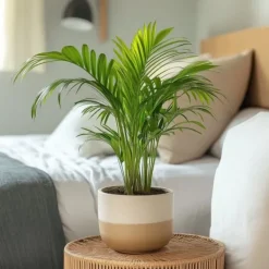 Guldpalm - Set om 2 - Dypsis lutescens - Höjd 30-45cm - ⌀12cm