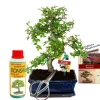 Gåvoset Bonsai "Ulmus" - Kinesisk alm - ca 8 år gammal - Nybörjarset