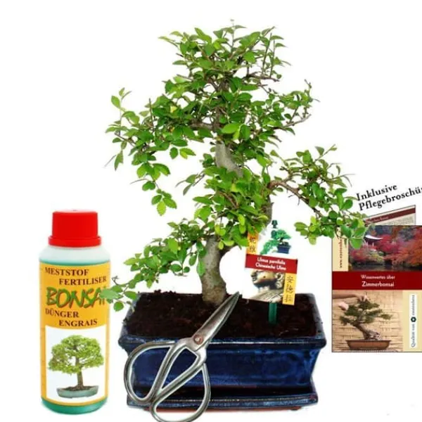 Gåvoset Bonsai "Ulmus" - Kinesisk alm - ca 8 år gammal - Nybörjarset