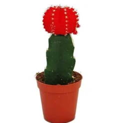 Gymnocalycium mihanovichii - jordgubbs-kaktus - röd - 5,5 cm kruka