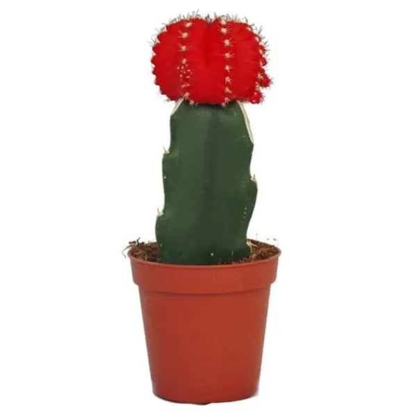 Gymnocalycium mihanovichii - jordgubbs-kaktus - röd - 5,5 cm kruka