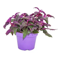 Best Gynura Purple Passion - sammetsblad - sammetsnässla - lila växt 12cm Krukväxter Inomhus