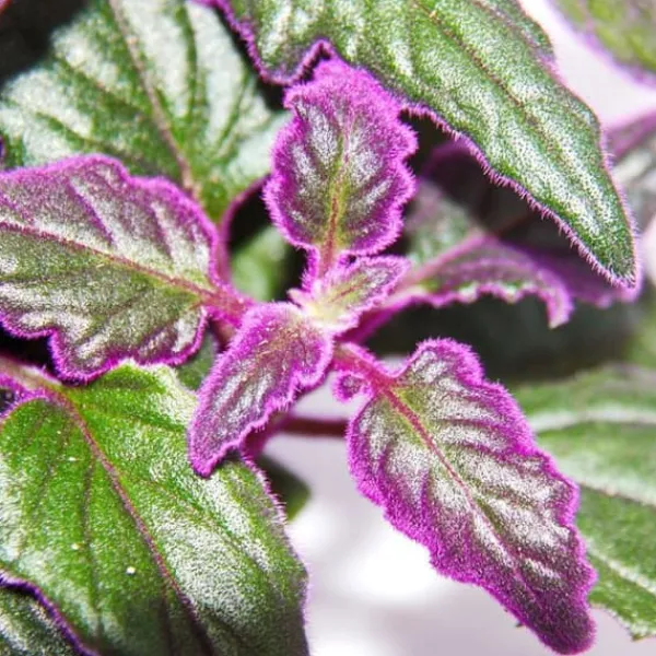 Best Gynura Purple Passion - sammetsblad - sammetsnässla - lila växt 12cm Krukväxter Inomhus