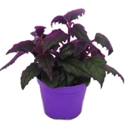 Clearance Gynura Purple Passion - sammetsblad - sammetsbrännässla - violet växt - 9cm Krukväxter Inomhus