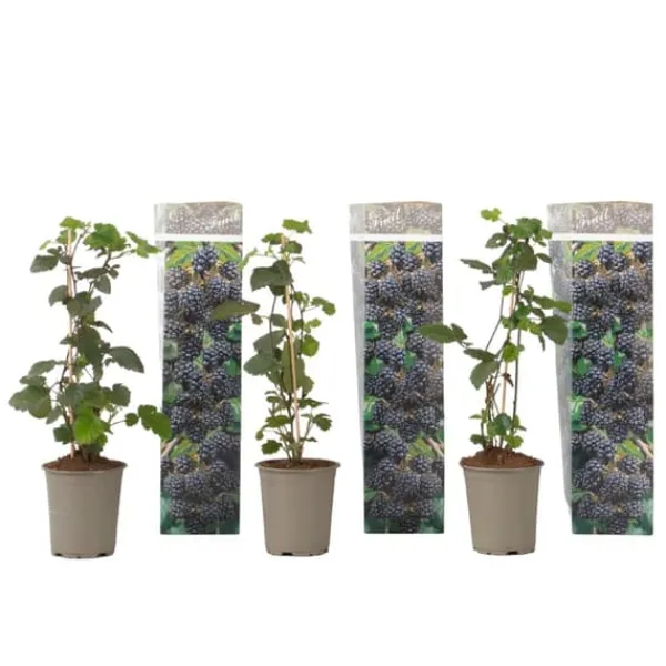 New Hallonsläktet - Set om 3 - Rubus Thornless - Höjd 25-40cm - ⌀9cm Buskar