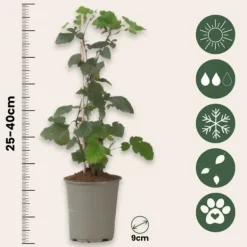 New Hallonsläktet - Set om 3 - Rubus Thornless - Höjd 25-40cm - ⌀9cm Buskar