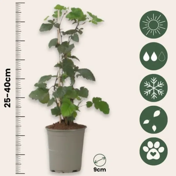 New Hallonsläktet - Set om 3 - Rubus Thornless - Höjd 25-40cm - ⌀9cm Buskar