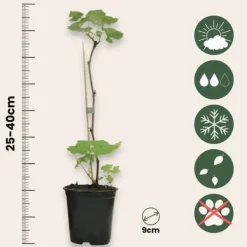Hallonväxt - Set om 3 - Rubus ideaus 'Autumn Bliss' - Höjd 25-40cm - ⌀9cm
