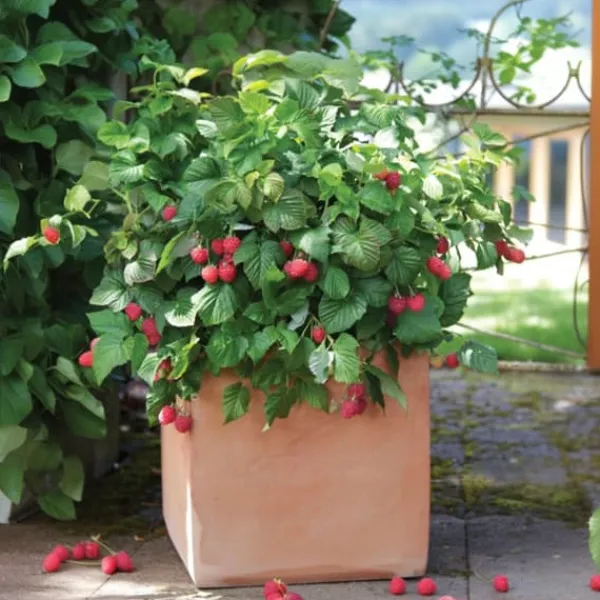 Hallonväxt - Set om 3 - Rubus ideaus 'Autumn Bliss' - Höjd 25-40cm - ⌀9cm