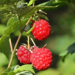 Hallonväxt - Set om 3 - Rubus ideaus 'Autumn Bliss' - Höjd 25-40cm - ⌀9cm
