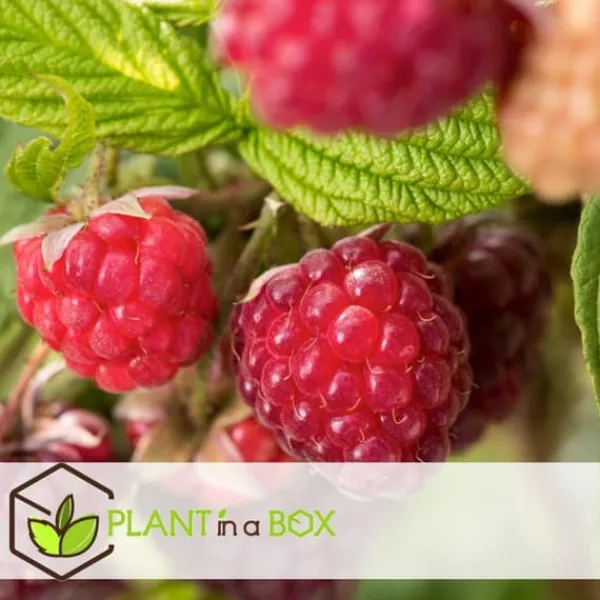 Hallonväxt - Set om 3 - Rubus ideaus 'Autumn Bliss' - Höjd 25-40cm - ⌀9cm