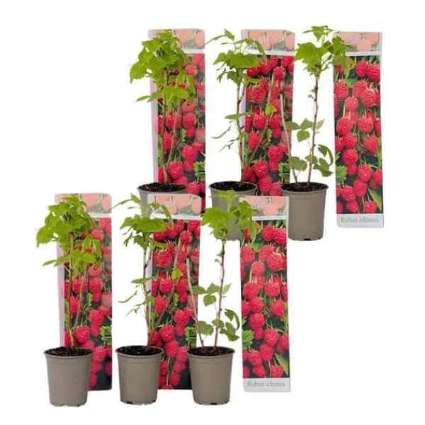 Hallonväxt - Set om 6 - Rubus ideaus 'Autumn Bliss' - Höjd 25-40cm - ⌀9cm