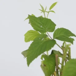 Hallonväxt - Set om 4 - Rubus idaeus 'Malling Promise' - Höjd 50-60cm - ⌀15cm