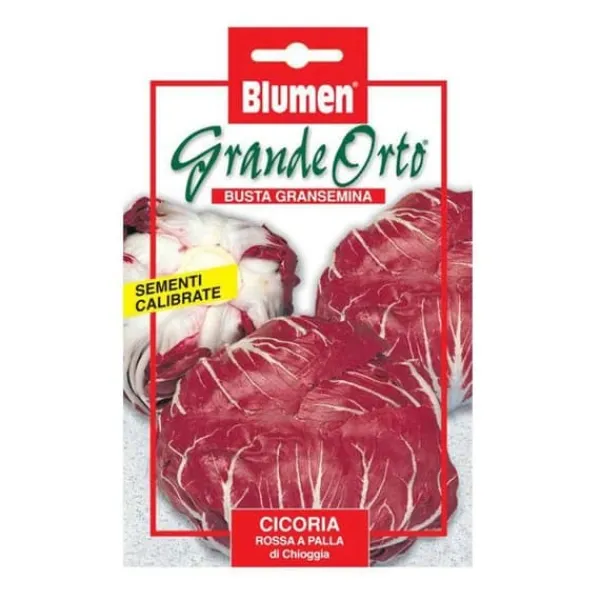 HALV RÖD KÅL PALLA DI CHIOGGIA BLUMEN