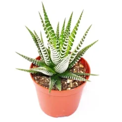 Online Haworthia fasciata "Big Band" - medelstor växt i 8,5 cm kruka Krukväxter Inomhus