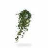 Hedera Helix 'Pittsburgh' XXL Hängväxt Ø17 cm Höjd ca 90 cm