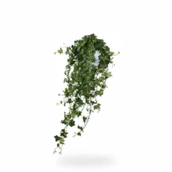 Hedera Helix 'Pittsburgh' XXL Hängväxt Ø17 cm Höjd ca 90 cm