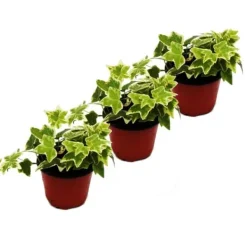 Hedera helix, set om 3, murgröna, vita blad, kruka 9cm