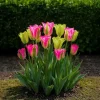 Discount Hjärta av exotism blomlökar - Tulpaner Tulipa Strawberry Lemonade (12 stycken) diameter 11-12cm Blommor
