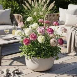 Sale Hjärta av exotism blomlökar - Ranunkler Ranunculus blandning av pastellfärger (40 stycken) diameter 5-6cm Blommor