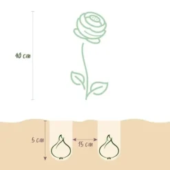 Sale Hjärta av exotism blomlökar - Ranunkler Ranunculus blandning av pastellfärger (40 stycken) diameter 5-6cm Blommor