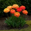 Clearance Hjärta av exotism blomsterlökar - Tulpaner Tulipa Gudoshnik Dubbelblommor (12 stycken) diameter 11-12 cm Fröer & Lökar