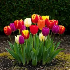 Best Hjärta av exotism blomsterlökar - Tulpaner Tulipa Triumph Mix (15 stycken) diameter 11-12cm Blommor