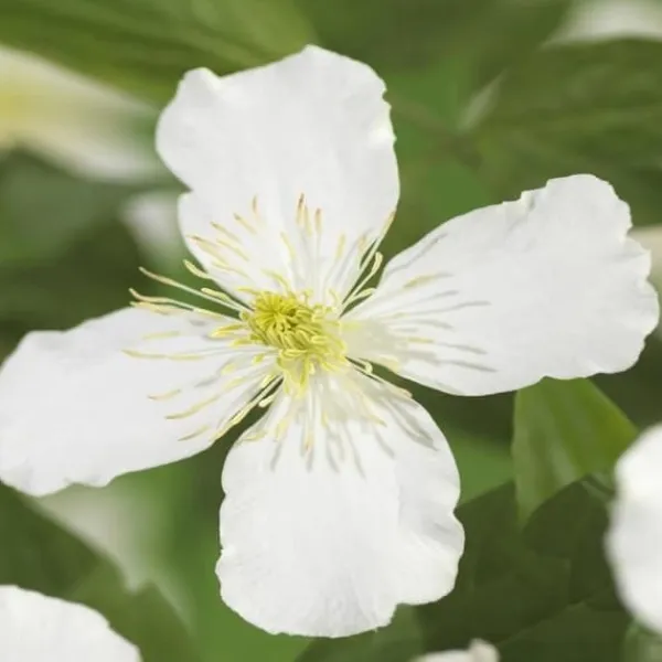 New Hjärta Exotique - Klättrande Växter - Clematis montana Grandiflora - Vit -2-pack - Kruka 11cm Trädgårdsväxter
