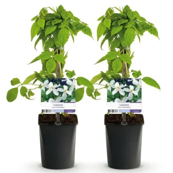 New Hjärta Exotique - Klättrande Växter - Clematis montana Grandiflora - Vit -2-pack - Kruka 11cm Trädgårdsväxter