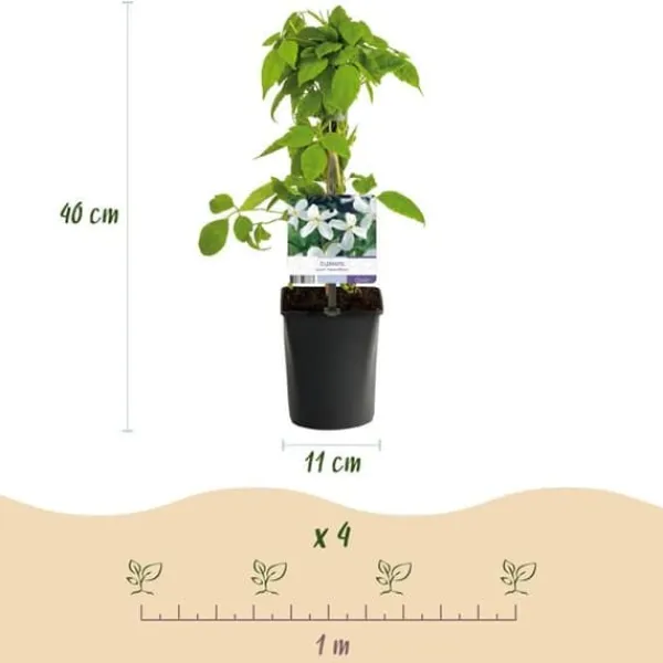 New Hjärta Exotique - Klättrande Växter - Clematis montana Grandiflora - Vit -2-pack - Kruka 11cm Trädgårdsväxter