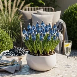 New Hjärtat av exotism lökblommor - Muscari Armeniacum druvhyacint (50 stycken) diameter 8-9cm Blommor
