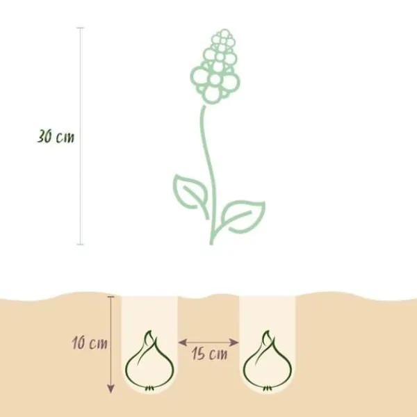 New Hjärtat av exotism lökblommor - Muscari Armeniacum druvhyacint (50 stycken) diameter 8-9cm Blommor