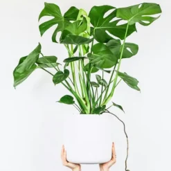 Hålväxt - Monstera deliciosa - Höjd 70-80cm - ⌀21cm