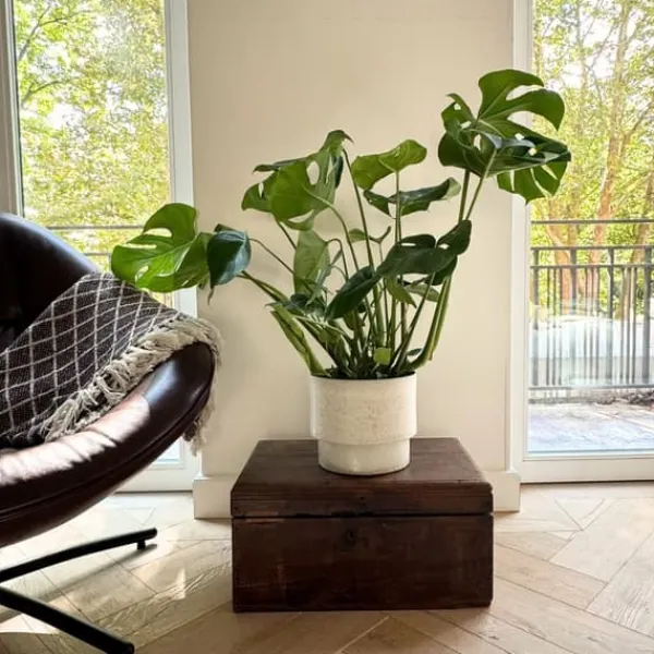 Hålväxt - Monstera deliciosa - Höjd 70-80cm - ⌀21cm