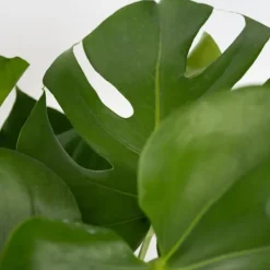 Hålväxt - Monstera deliciosa - Höjd 70-80cm - ⌀21cm