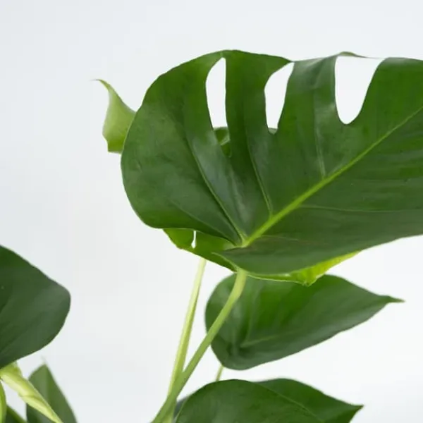 Hålväxt - Monstera deliciosa - Höjd 70-80cm - ⌀21cm