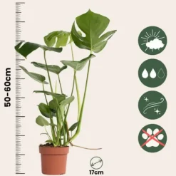 Hot Hålväxt - Monstera deliciosa - Höjd 50-60cm - ⌀17cm Krukväxter Inomhus